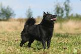 SCHIPPERKE 001